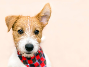 「話を聞く」から「心を聴く」へ：傾聴の真髄と日常での活かし方